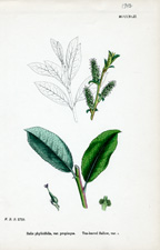 Tea-leaved Sallow