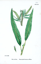 Sharp-stipuled-triandrous Willow