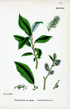 Tea-leaved Sallow