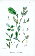 Ambiguous Sallow
