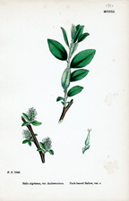 Dark-leaved Sallow