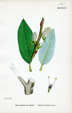 Dark-leaved Sallow