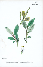 Downy mountain Willow
