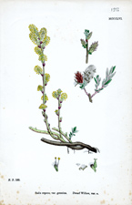 Dwarf Willow