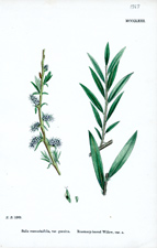 Rosemary-leaved Willow