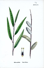 Violet Willow