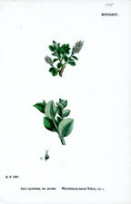 Whortleberry-leaved Willow
