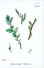 Dwarf Willow