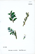 Dwarf Willow