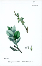 Dark-leaved Sallow