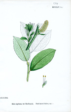 Dark-leaved Sallow