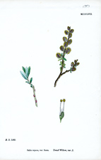Dwarf Willow