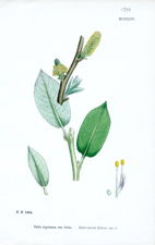 Dark-leaved Sallow