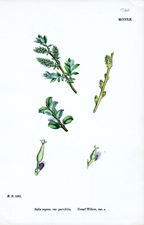 Dwarf Willow