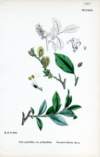 Tea-leaved Sallow