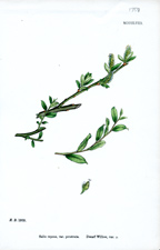 Dwarf Willow