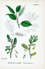 Tea-leaved Sallow