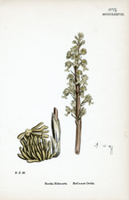 Bird's-nest Orchis