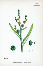 Branched Bur-reed