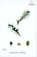Common Juniper