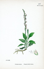 Creeping Lady's-tresses