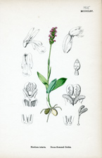 Dense-flowered Orchis