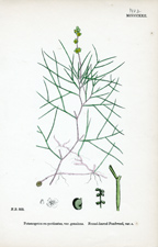 Fennel-leaved Pondweed
