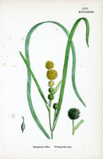 Floating Bur-reed