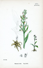Frog Orchis