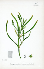 Grass-wrack-leaved Pondweed