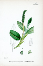 Great Pondweed