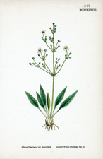 Greater Water-Plantain