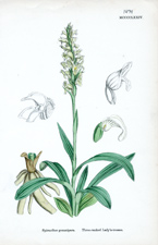 Three-ranked Lady's-tresses