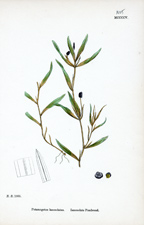 Lanceolate Pondweed
