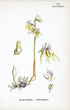 Leafless Epipogium