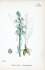 Lesser Butterfly Orchis