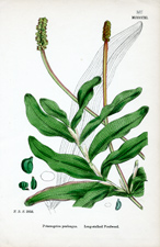 Long-stalked Pondweed