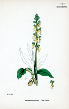 Man Orchis