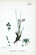 Marsh Scheuchzeria