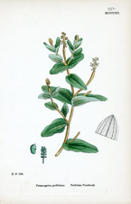 Perfoliate Pondweed