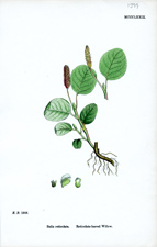 Reticulate-leaved Willow