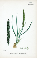 Sea-side Arrow-grass