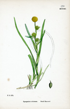 Small Bur-reed