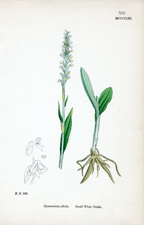Small White Orchis