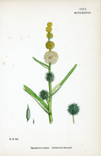 Unbranched Bur-reed