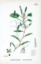 Various-leaved Pondweed