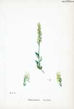 Bog Orchis