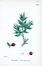 Common Butcher's-broom