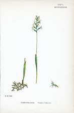 Common Coral-root