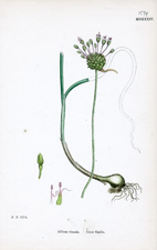 Crow Garlic